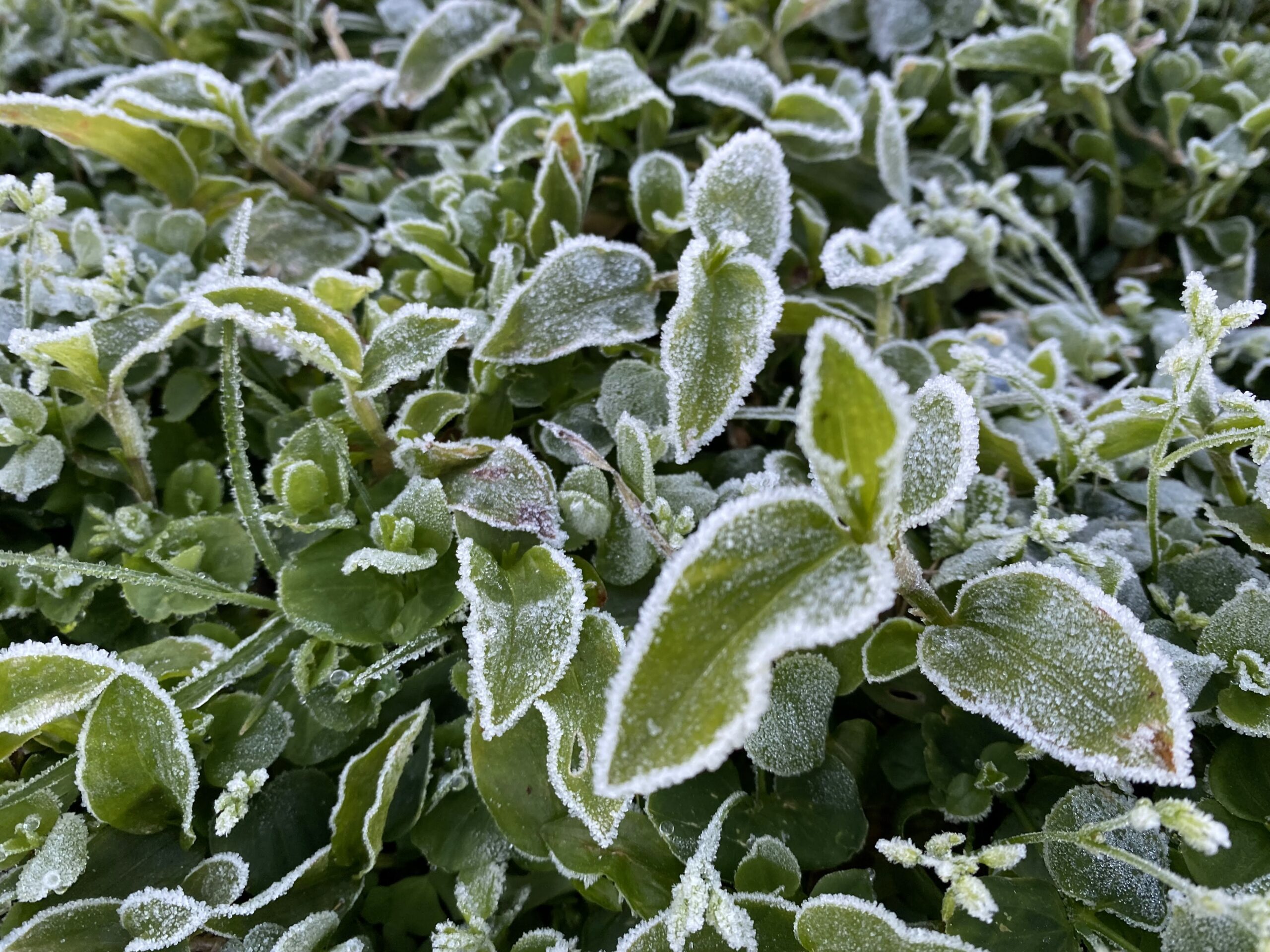 close up shot of some plants/weeds growing in a yard. they are green leafy things but they are covered in frost because it was frozen even in FLorida